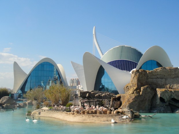 Flamingo's bask in the sunny L'Oceanogràfic park