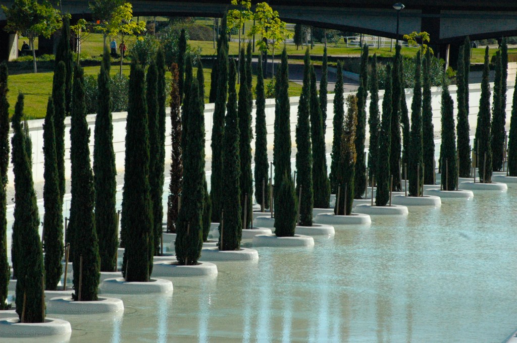 Cypress trees appear to float on water