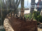 Some birds drop in on lunch at Cappuccino Grand Cafe