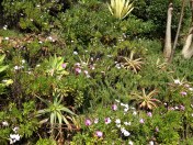 I love these cacti planted by the sea