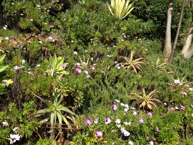 I love these cacti planted by the sea