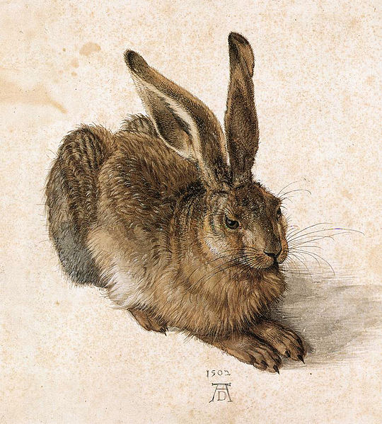 A Young Hare (1502)