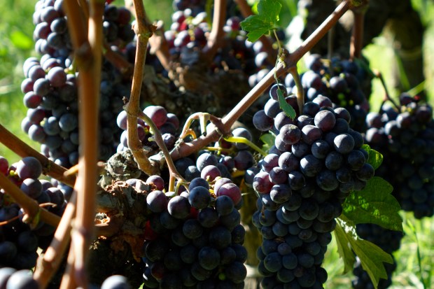 Grape harvest in Castagneto Carducci