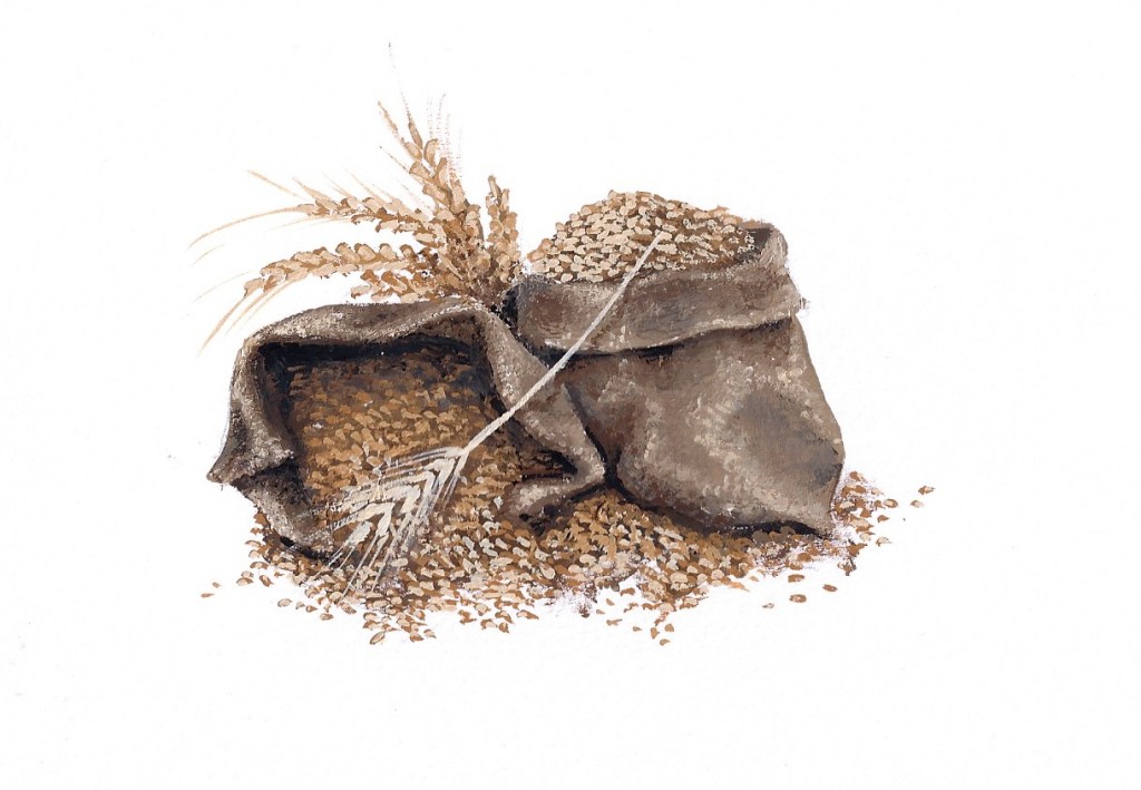 Grain (2015 © Nicholas de Lacy-Brown, gouache on paper)