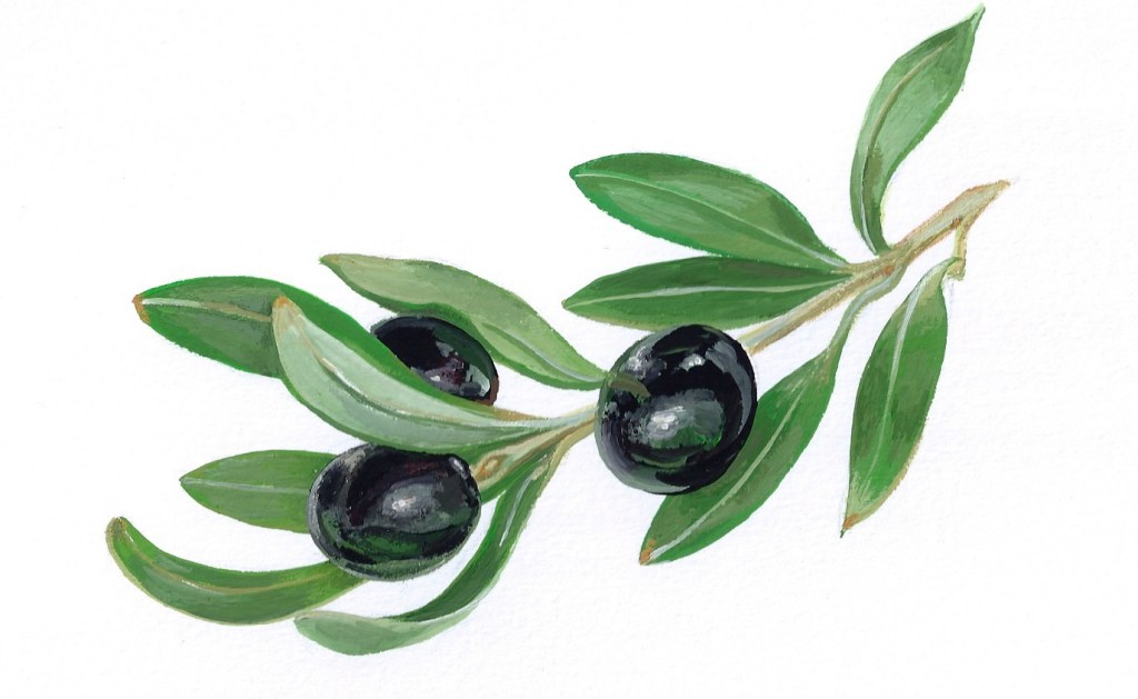 Black olives (2015 © Nicholas de Lacy-Brown, gouache on paper)