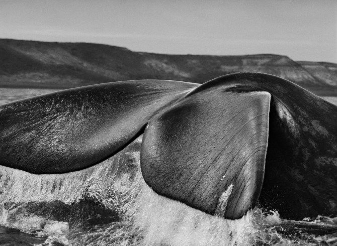 Sebastiao-Salgado_Genesis_04-3-291-62