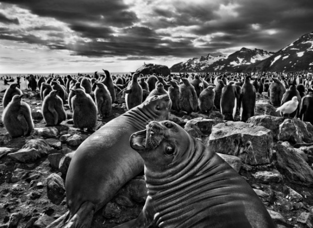 Sebastiao-Salgado_Genesis_09-7-19865