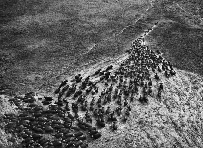 Sebastiao-Salgado_Genesis_10-4-493