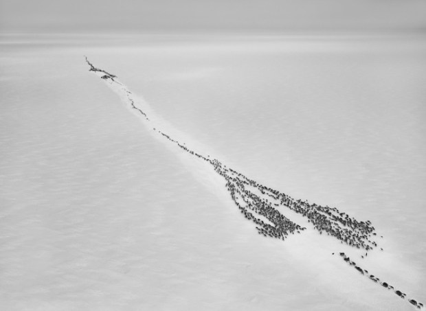 Sebastiao-Salgado_Genesis_11-1-15951