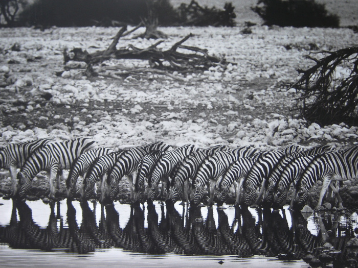 Sebastiao-Salgado_Genesis_66