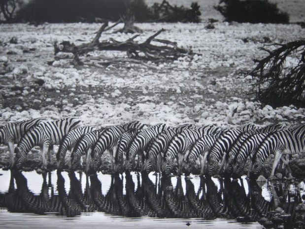 Sebastiao-Salgado_Genesis_66