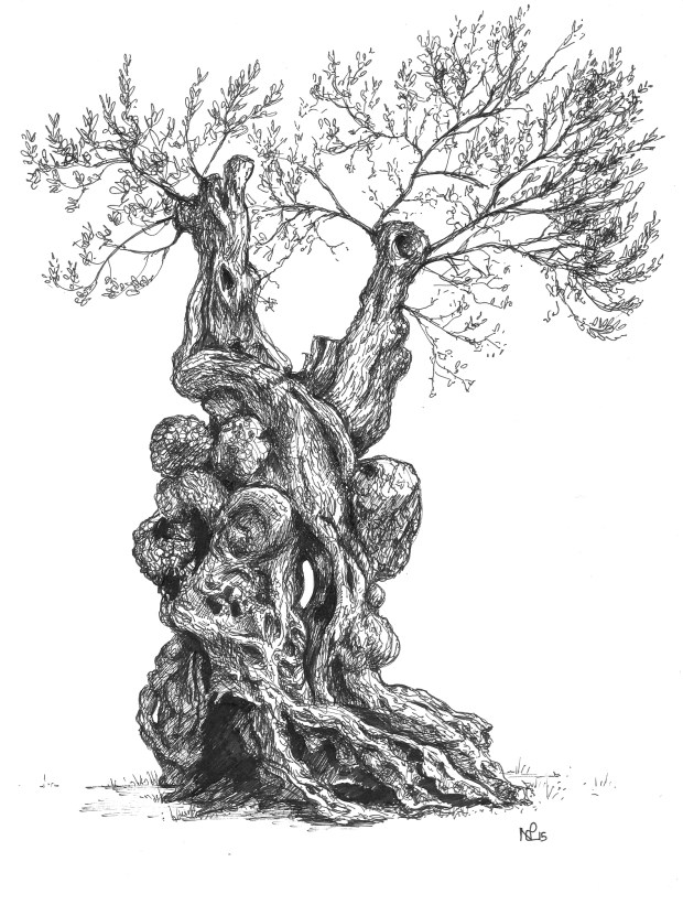 Orient Olive Tree (2015 © Nicholas de Lacy-Brown, pen on paper)