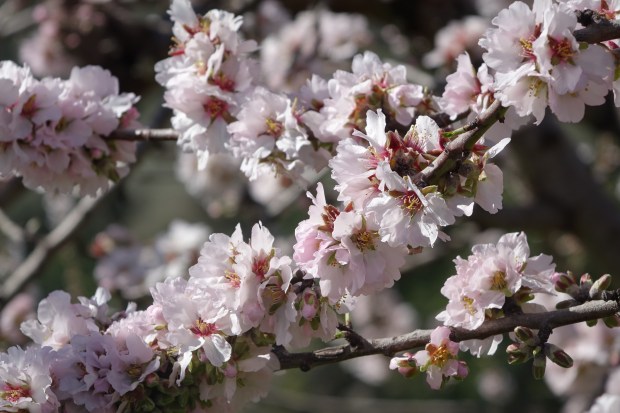 The almond blossom season